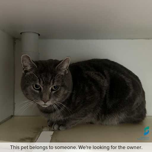 Photo of this cat.