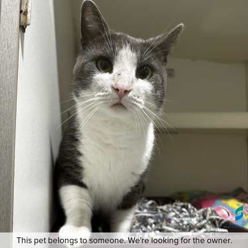 Photo of this cat.