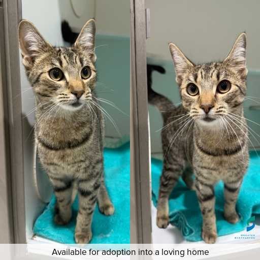 ID: C250631 Photo of cat with ID of : C250631.