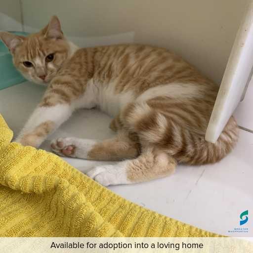Photo of cat with ID of : C250660.