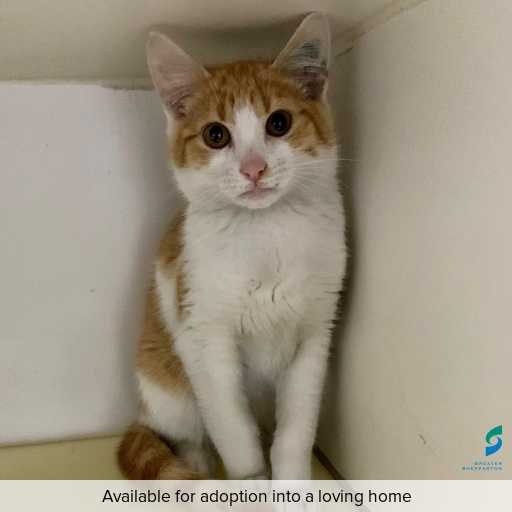 ID: C250685 Photo of cat with ID of : C250685.