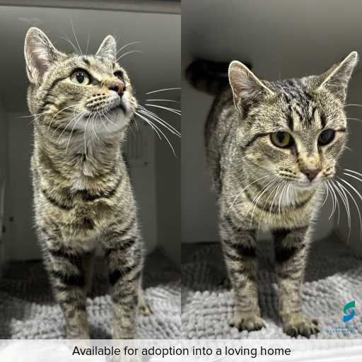 ID: C250688 Photo of cat with ID of : C250688.