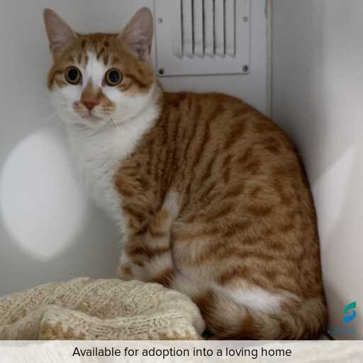 Photo of cat with ID of : C250693.