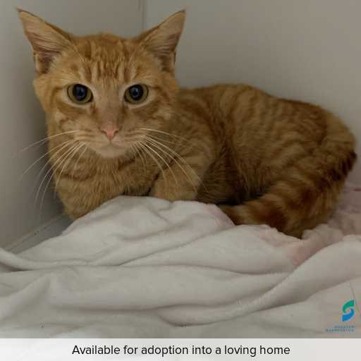 Photo of cat with ID of : C250706.