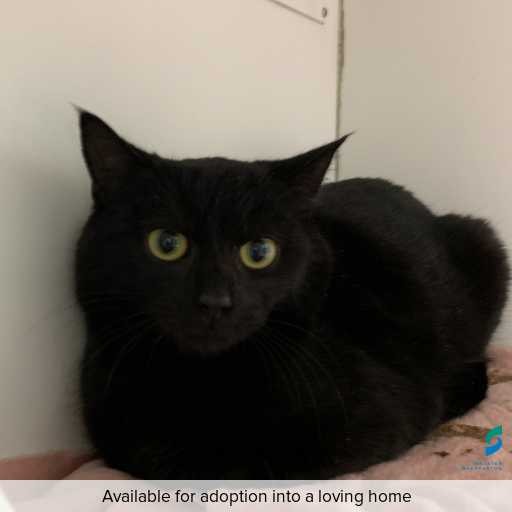 Photo of cat with ID of : C250707.