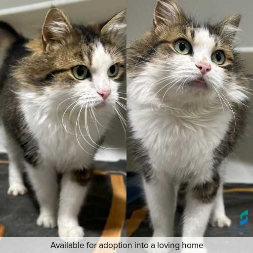 ID: C250716 Photo of cat with ID of : C250716.