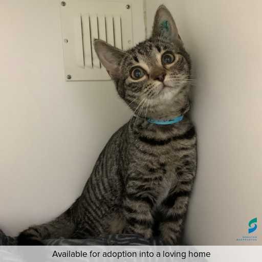 Photo of cat with ID of : C250732.