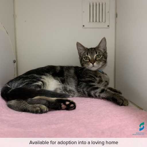 Photo of cat with ID of : D250734.