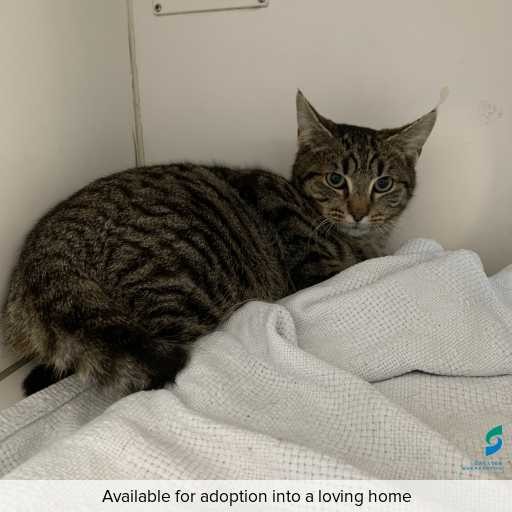 Photo of cat with ID of : C250741.