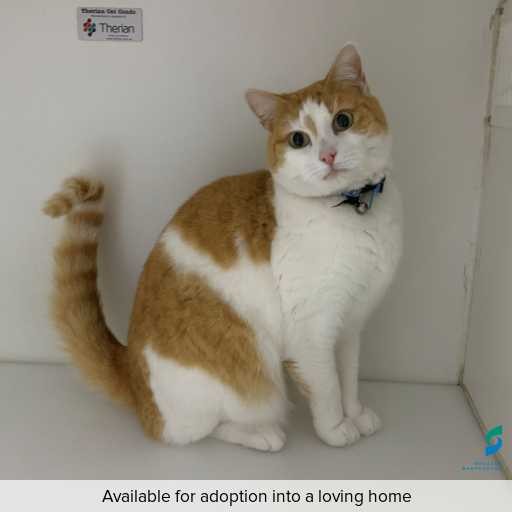 ID: C250745 Photo of cat with ID of : C250745.