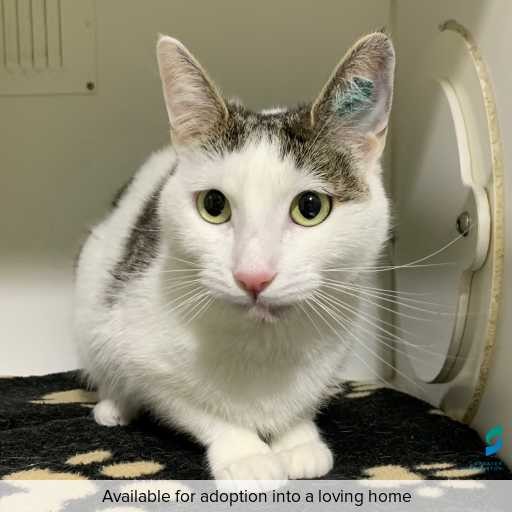 Photo of cat with ID of : C250748.