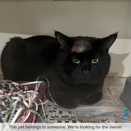 Photo of cat with ID of : C250759.