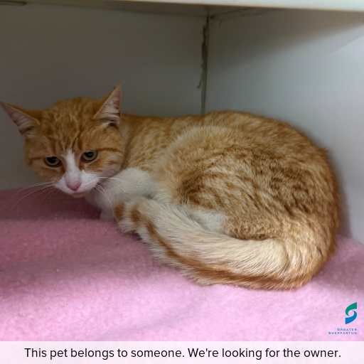Photo of cat with ID of : C250769.