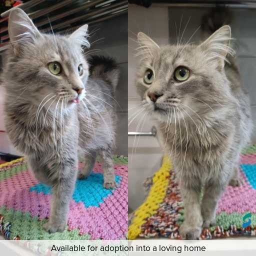 Photo of cat with ID of : C251093.