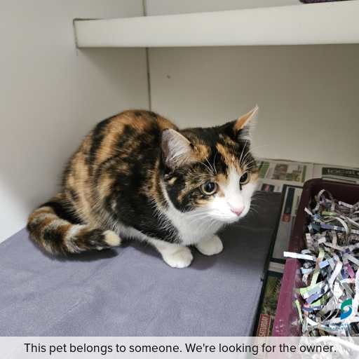Photo of cat with ID of : C250948.