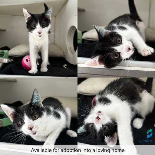 Photo of cat with ID of : C251023.