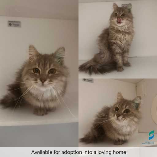 Photo of cat with ID of : C251076.