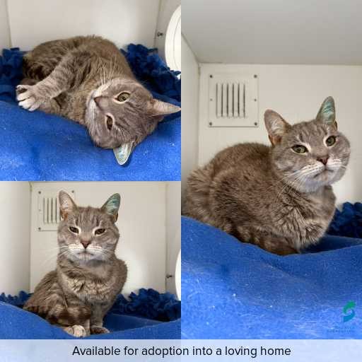 Photo of cat with ID of : C260319.