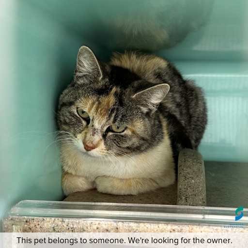 Photo of cat with ID of : C251167.