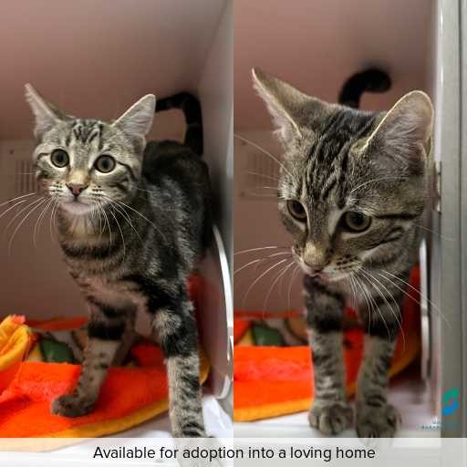 Photo of cat with ID of : C251191.