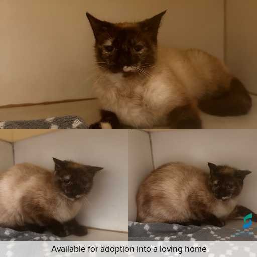 Photo of cat with ID of : C251241.