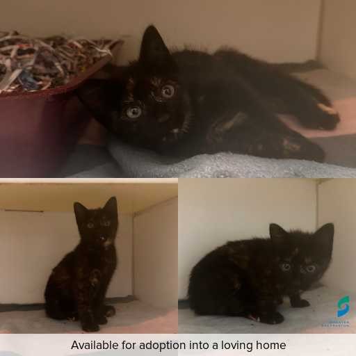 Photo of cat with ID of : C260034.