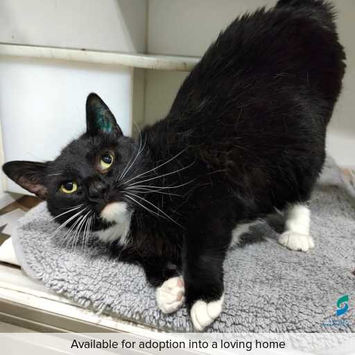 Photo of cat with ID of : C251282.