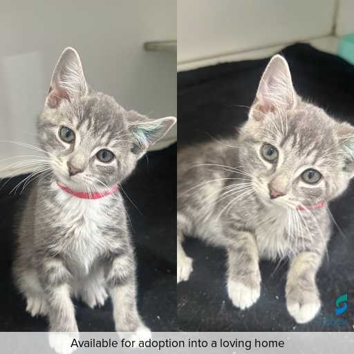 Photo of cat with ID of : C251302.