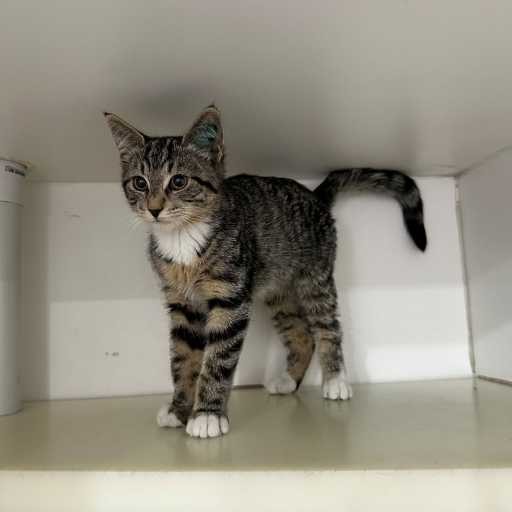 Photo of cat with ID of : C251335.