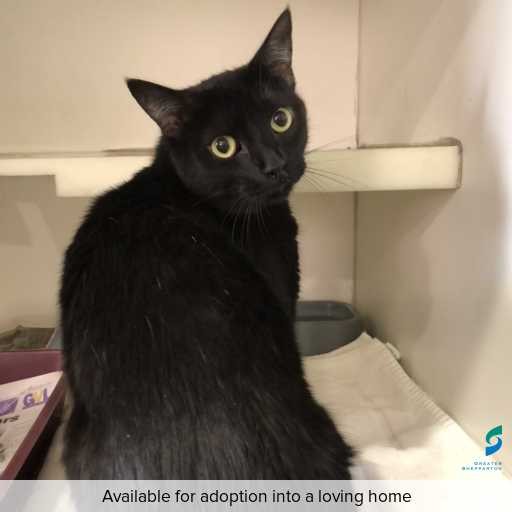 Photo of cat with ID of : C251337.