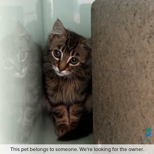 Photo of cat with ID of : C260041.