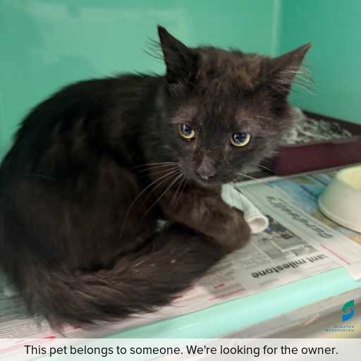 Photo of cat with ID of : C260051.