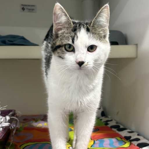 Photo of cat with ID of : C260174.