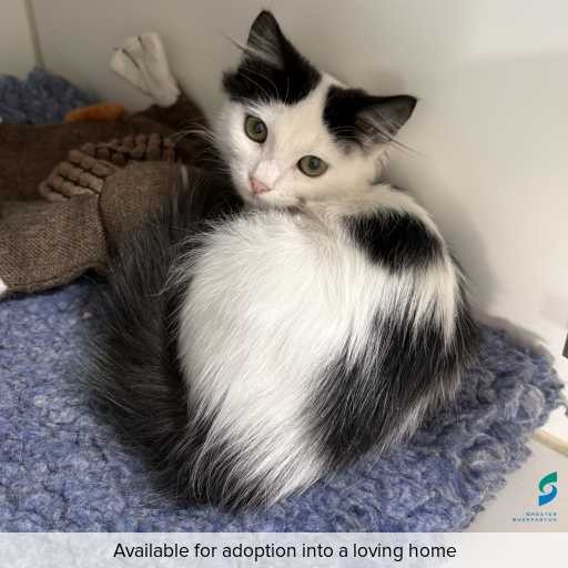 Photo of cat with ID of : C260224.