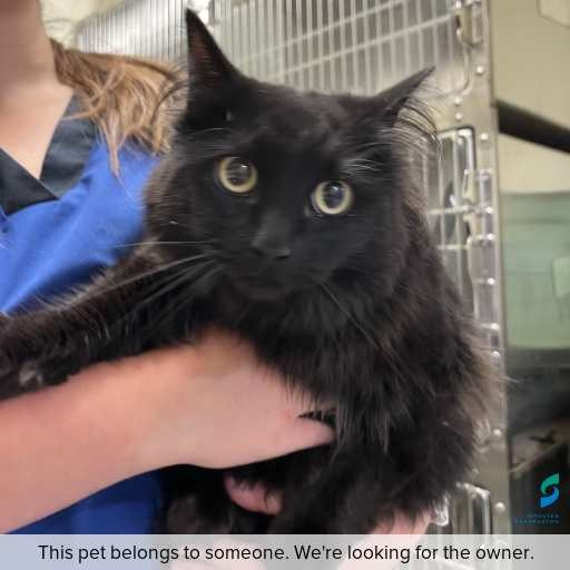 Photo of cat with ID of : C260264.