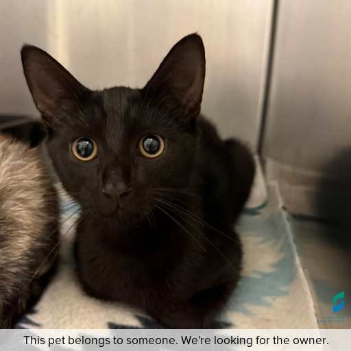 Photo of cat with ID of : C260278.