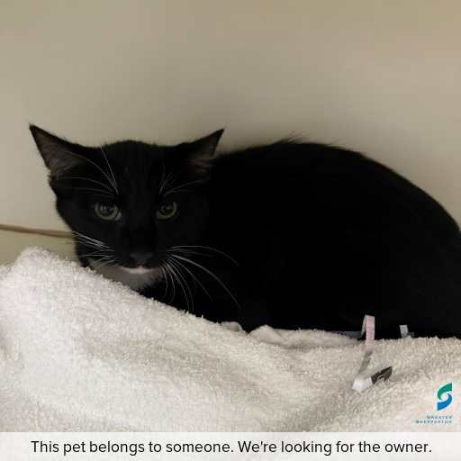 Photo of cat with ID of : C260280.