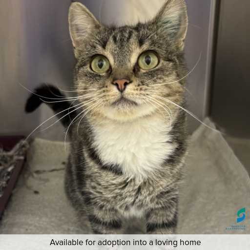 Photo of cat with ID of : C260290.