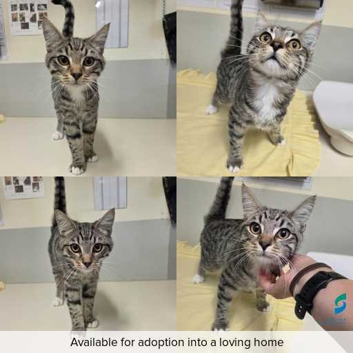 Photo of cat with ID of : C260326.