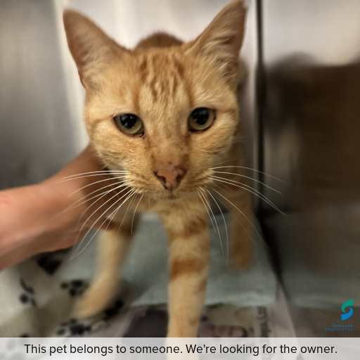 Photo of cat with ID of : C260555.