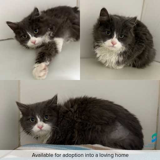 Photo of cat with ID of : C260558.