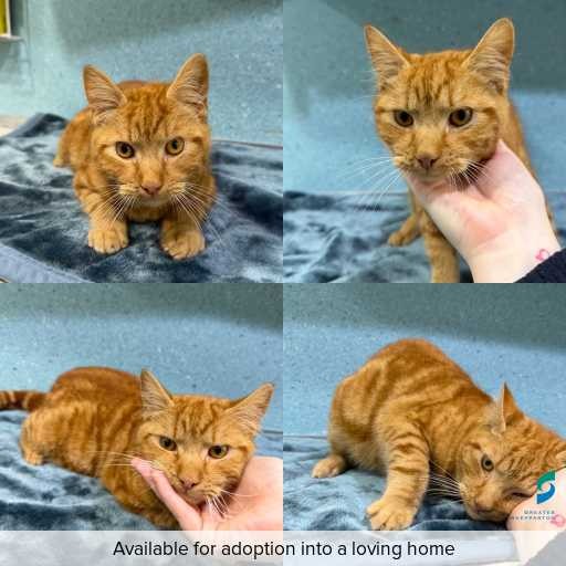 Photo of cat with ID of : C260586.