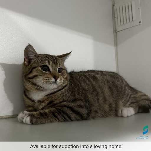 Photo of this cat.