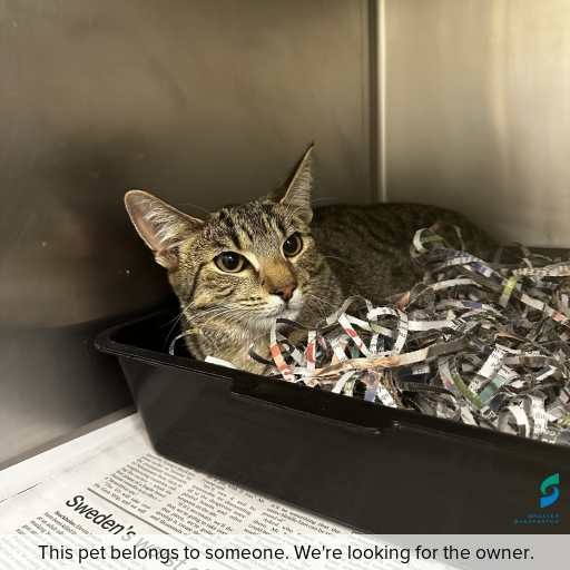 Photo of this cat.