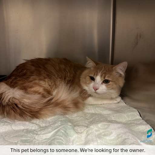 Photo of this cat.