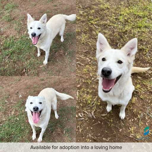 ID: D250270 Photo of dog with ID of : D250270.