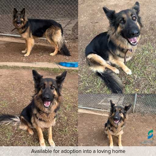 Photo of this dog.