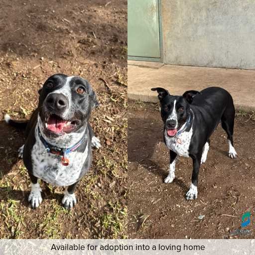 Photo of this dog.