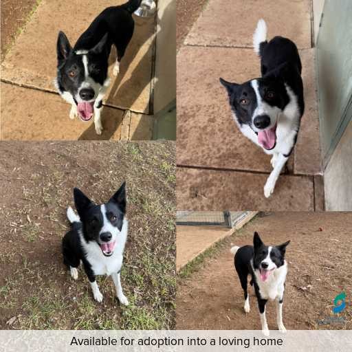 Photo of this dog.
