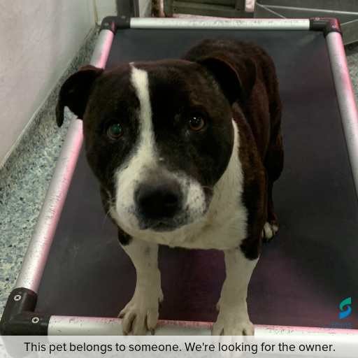 Photo of this dog.